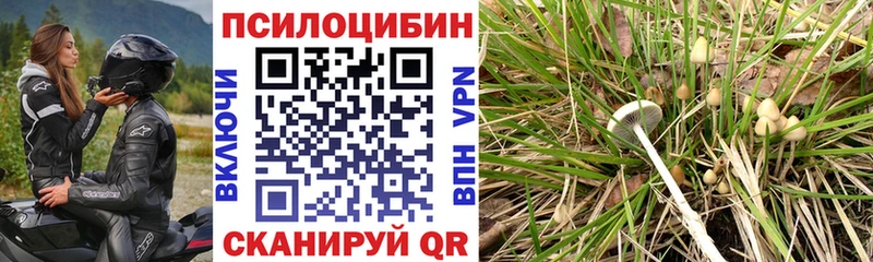 наркотики  Магнитогорск  Псилоцибиновые грибы Psilocybe 